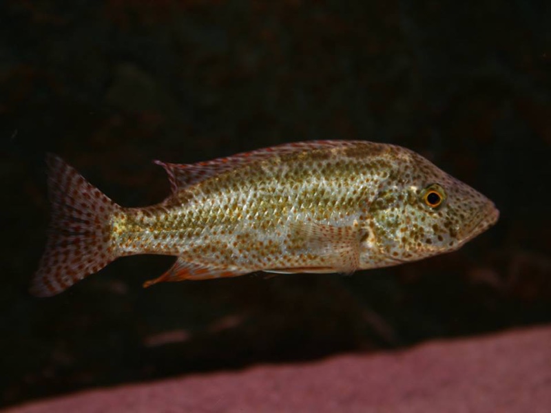 Nimbochromis polystigma 'Chilumba'
